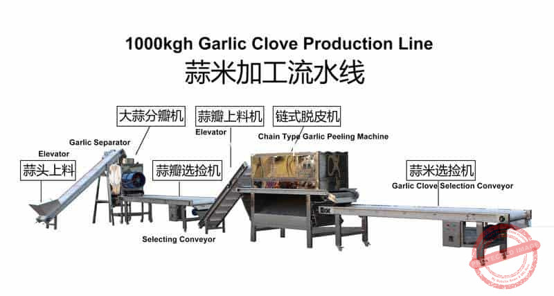 Full-Automatic-1000Kgh-Garlic-Clove-Production-Line-for-Sale
